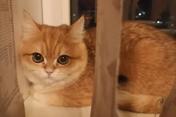 Кошки потеряшки, Самара, фото: Потеряшка кошка, ул. Третья, 6, Самара