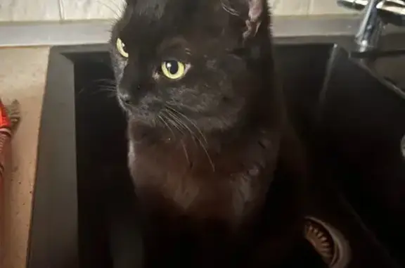 Пропал черный котик, Овражный пер., 20