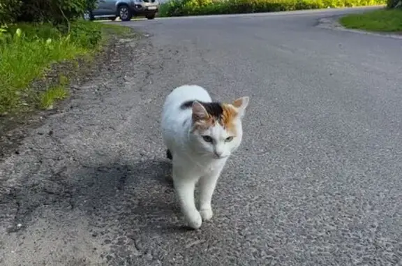 Найдена кошка, Пушкино, фото: Найдена кошка, Колхозная 46, Пушкино