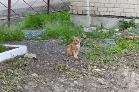 Кот найден у Осипенко, 51, Тюмень