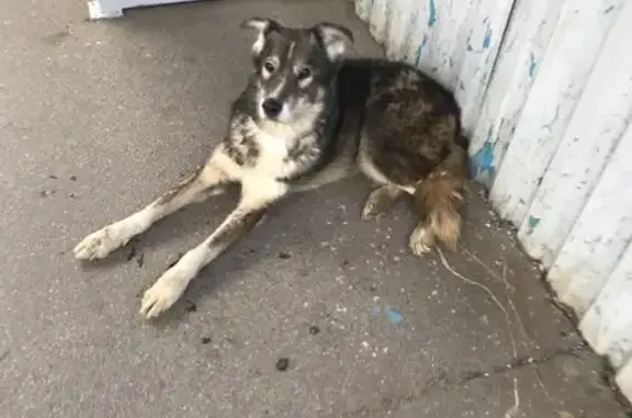 Найдена собака, Кузьмоловское, фото: Собака найдена: Юбилейная 20, Кузьмоловское