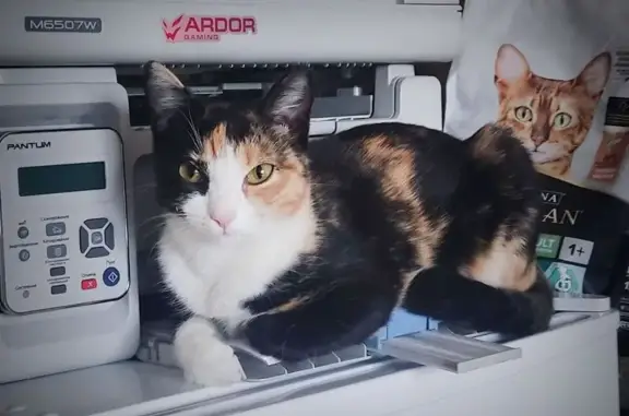 Кошки потеряшки, Кызыл, фото: Потеряшка кошка, Сибирская ул., 60, Кызыл