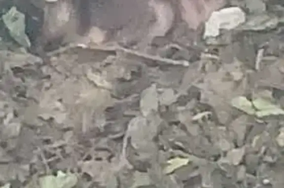 Найдена собака: Ялтинская 2А, Калининград