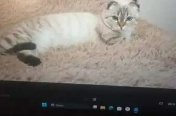 Пропала кошка, Можайское ш., Перхушково