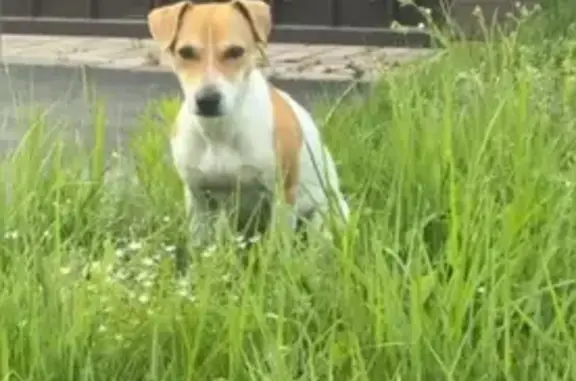 Найдена собака на Побежимова, 40, Казань