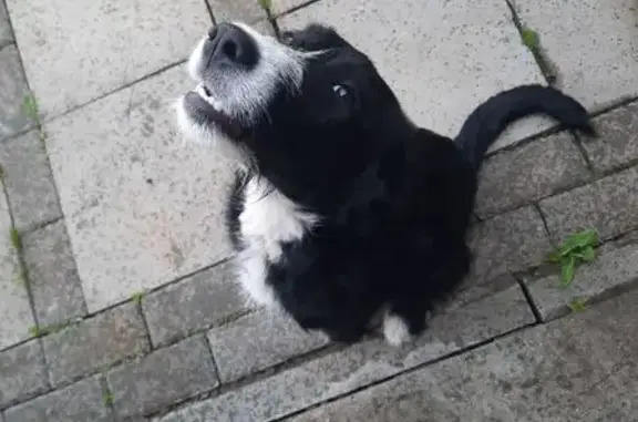 Найдена собака, городской округ Верх-Нейвинский, фото: Найдена собака, ул. Евдокимова, 38