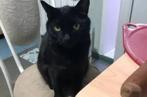 Кошки потеряшки, Самара, фото: Потеряшка кошка, ул. Стара-Загора 257