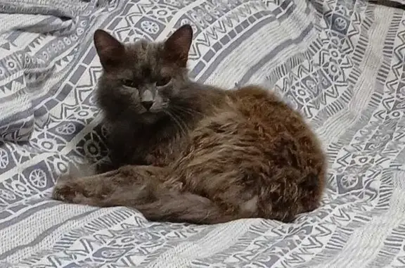 Найдена кошка, Кемерово, фото: Кошка найдена: пр. Ленина, 92, Кемерово