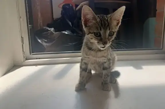 Кошка найдена у Пятерочки, Энтузиастов 8