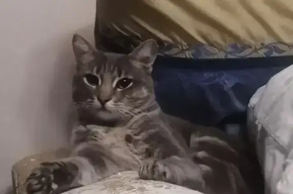 Пропала кошка, ул. Мечникова, 1И, Томск