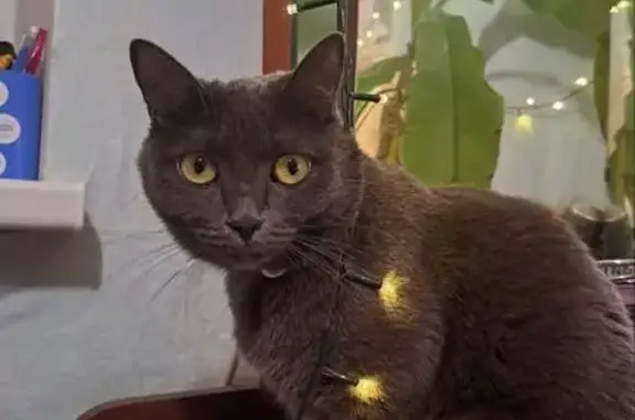 Пропала кошка, Краснолесье, Крым