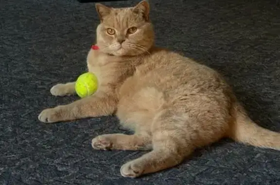 Кошки потеряшки, Воронеж, фото: Потеряшка кот, Путиловский пер., 12, Воронеж