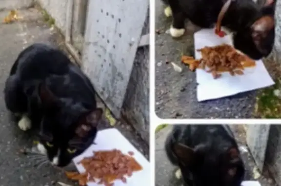 Найдена кошка, Москва, фото: Кошка найдена на 1-й Владимирской, Москва