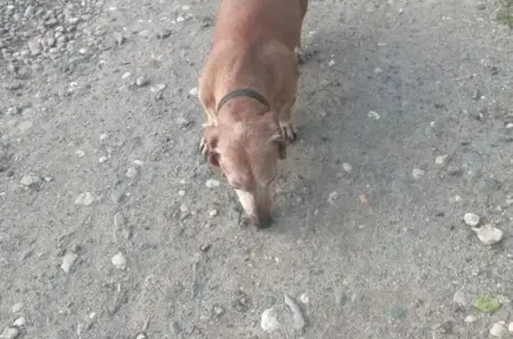 Найдена собака, Кохма, фото: Такса найдена: Октябрьская пл., 7, Кохма