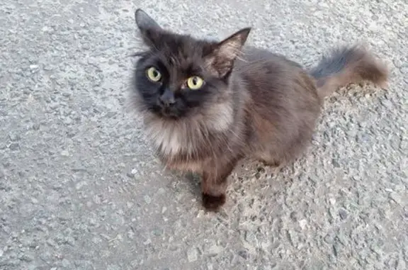 Чёрная кошка у ФиксПрайс, Ленинский 16