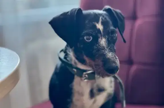 Найденные животные Кострома, фото: Найдена собака, ул. Ленина 164В, Кострома