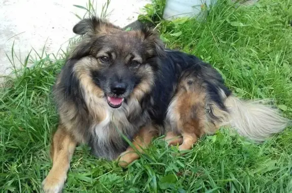 Пропала собака, Советская ул. 15, Юрла