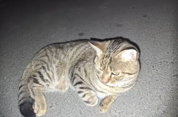 Кошка найдена: ул. Чкалова 35/1 с1, Оренбург