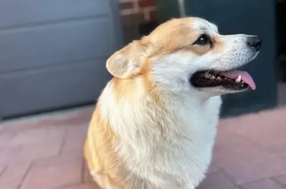 Собаки потеряшки, Сальск, фото: Потеряшка рыжая собака, Белорусский пер. 11А