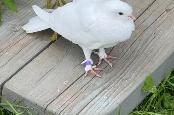 Белый голубь найден: Пограничная ул., Юкки