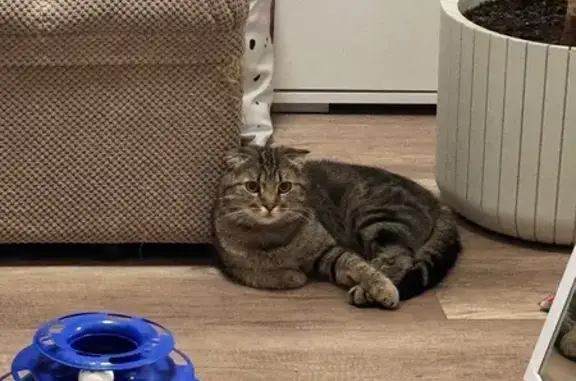 Найдена кошка, городской округ Новочеркасск, фото: Кот найден у ТЦ Батон, Баклановский пр.