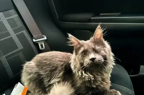 Кошки потеряшки, Астрахань, фото: Потеряшка кошка, Салютная ул., 3, Астрахань