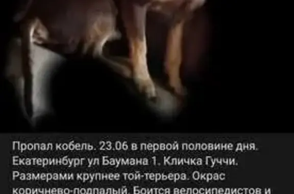 Пропала собака на Баумана, 1, Екатеринбург