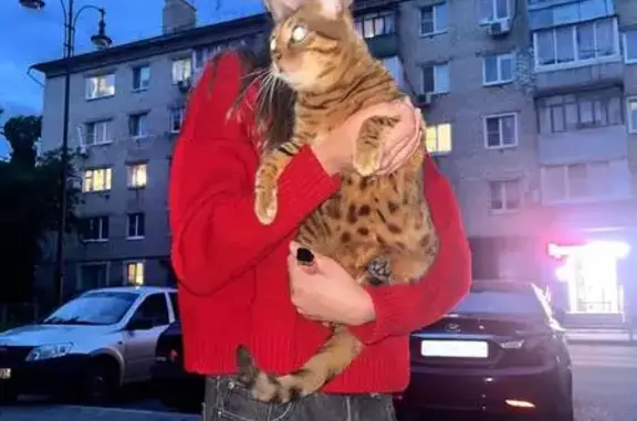 Найдена кошка, Тольятти, фото: Кошка леопард, ул. Жилина, Тольятти