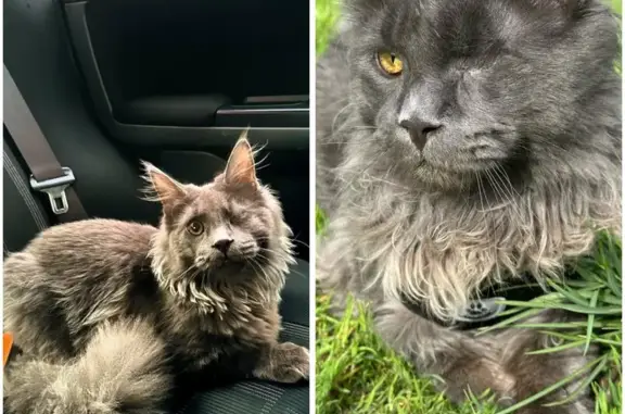 Пропала кошка, Салютная ул., 6, Астрахань