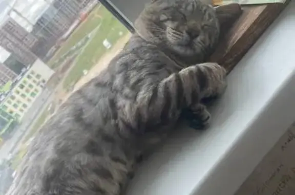Найдена кошка, ул. Рауиса Гареева, Казань