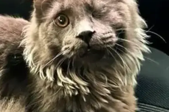 Кошки потеряшки, Астрахань, фото: Потеряшка кошка, Салютная 3, Астрахань