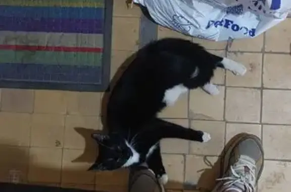 Найдена кошка, ул. Тухачевского, 52