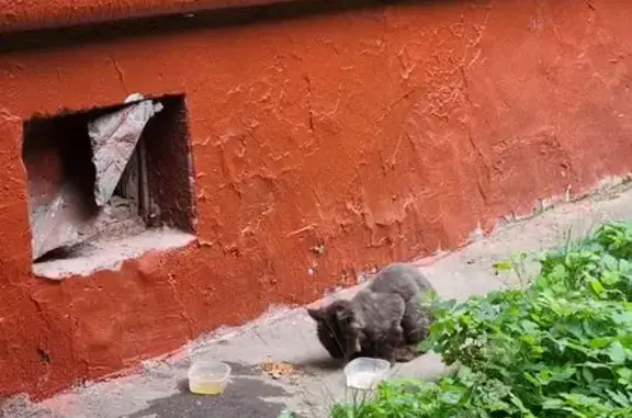 Кошка найдена: Стратонавтов 13 к1, Москва