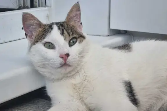 Найдена кошка, Южно-Сахалинск, фото: Найдена кошка, ул. Горный воздух, Ю-Сах.