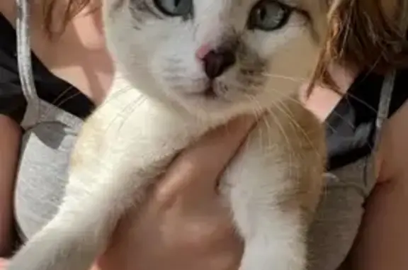 Кошка найдена на ул. Горького, 56, Всеволожск