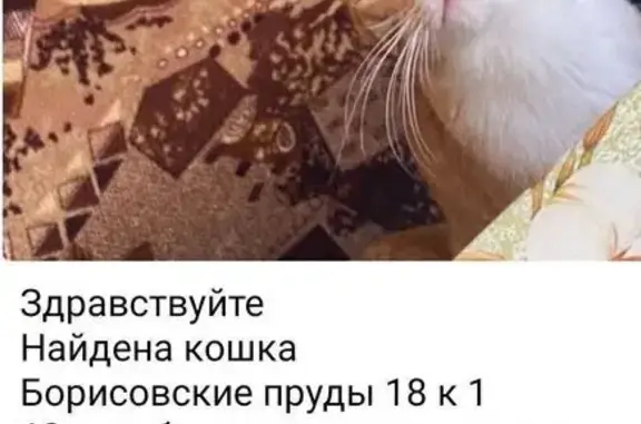 Найдена кошка, Москва, фото: Кошка найдена: ул. Борисовские Пруды, 18 к1