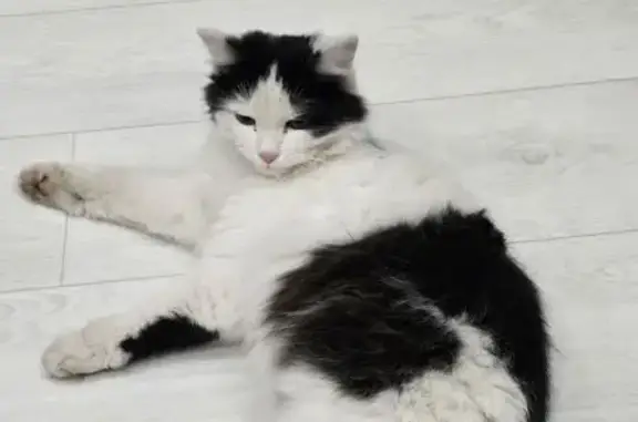 Кошка найдена под такси, Набережные Челны