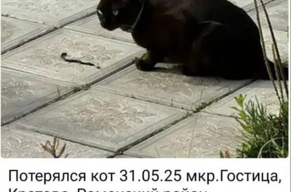 Пропала кошка, Раменское, Транспортный пр.