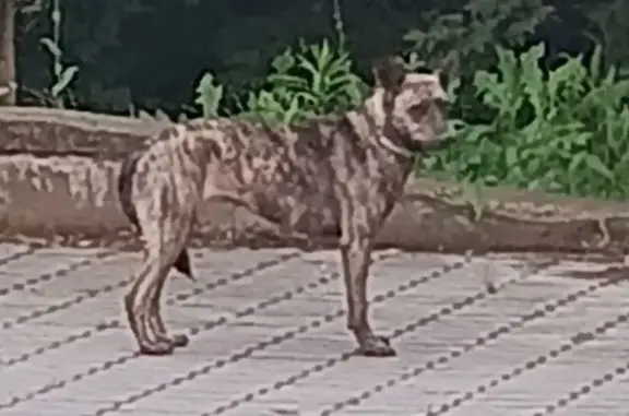 Найденные животные Тула, фото: Тигровая собака найдена: Яблочкова 103, Тула