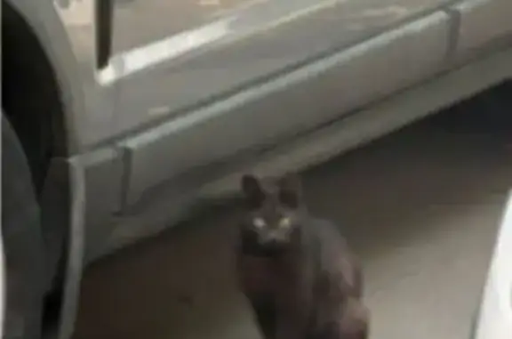 Найдена кошка, Москва, фото: Кошка найдена: Нижегородская 63, Москва