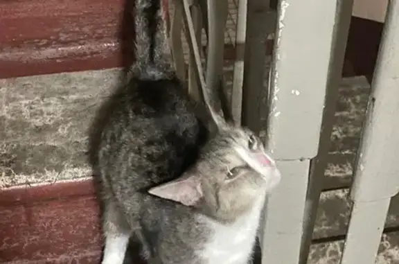 Кошка найдена на Зеленодольской, Москва