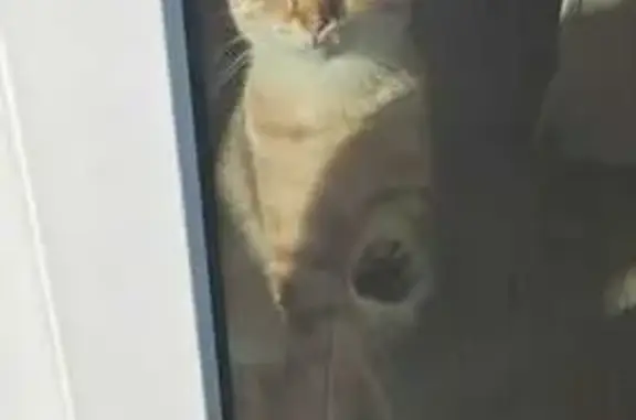 Найдена кошка, Уфа, фото: Найдена кошка, Уфа, пр. Дружбы Народов