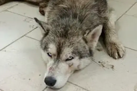 Найдена собака, Алексеевка, фото: Найдена собака, Лесная ул., Алексеевка