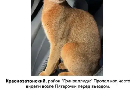 Кошки потеряшки, Краснозатонский, фото: Потеряшка кошка, Бульварная 11, Краснозатонский