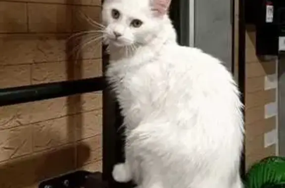Пропала кошка, 4-й Бутырский пер., 8, Псков