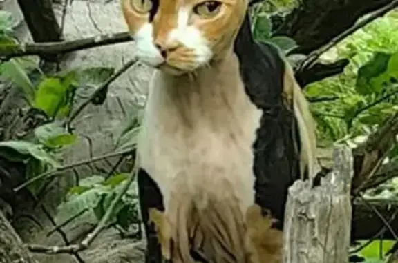 Пропала кошка, ул. Микояна, 10 к5, Химки