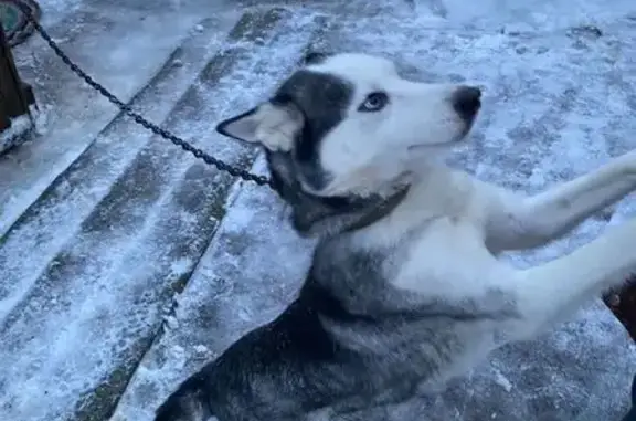 Собаки потеряшки, Кстинино, фото: Потеряшка собака, 33Р-013, Кстинино