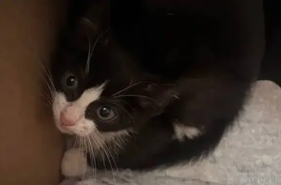 Найдена кошка, Котлас, фото: Котенок найден на проспекте Мира, 25В