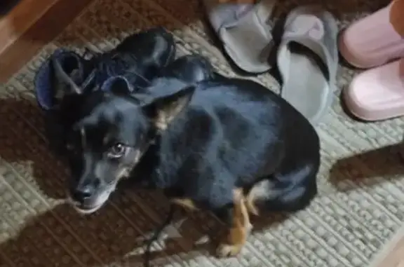 Найдена собака, Приморский край, фото: Собака найдена на пляже 105, Находка