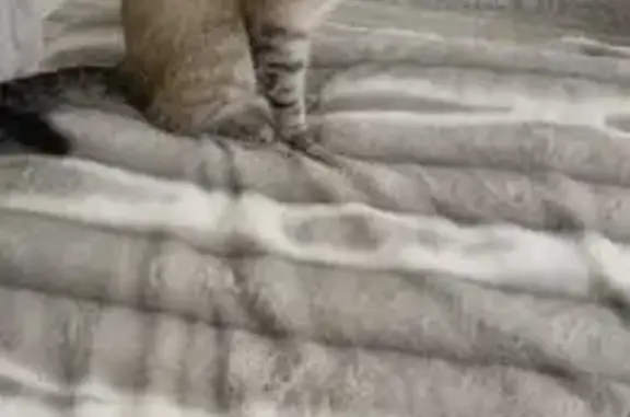 Кошки потеряшки, Шелехов, фото: Потеряшка сиамская кошка, ул. Маяковского